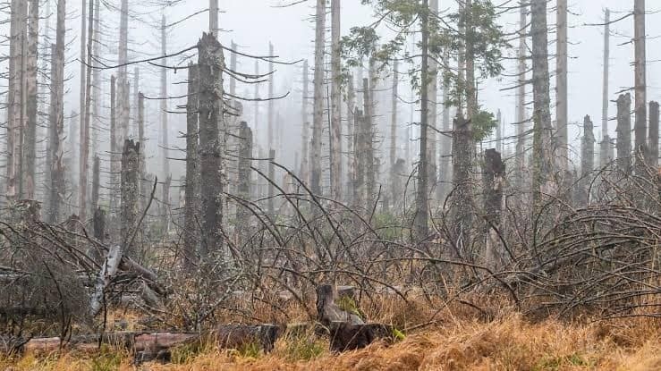 Impacta lluvia ácida a bosques de Monterrey: Medio Ambiente