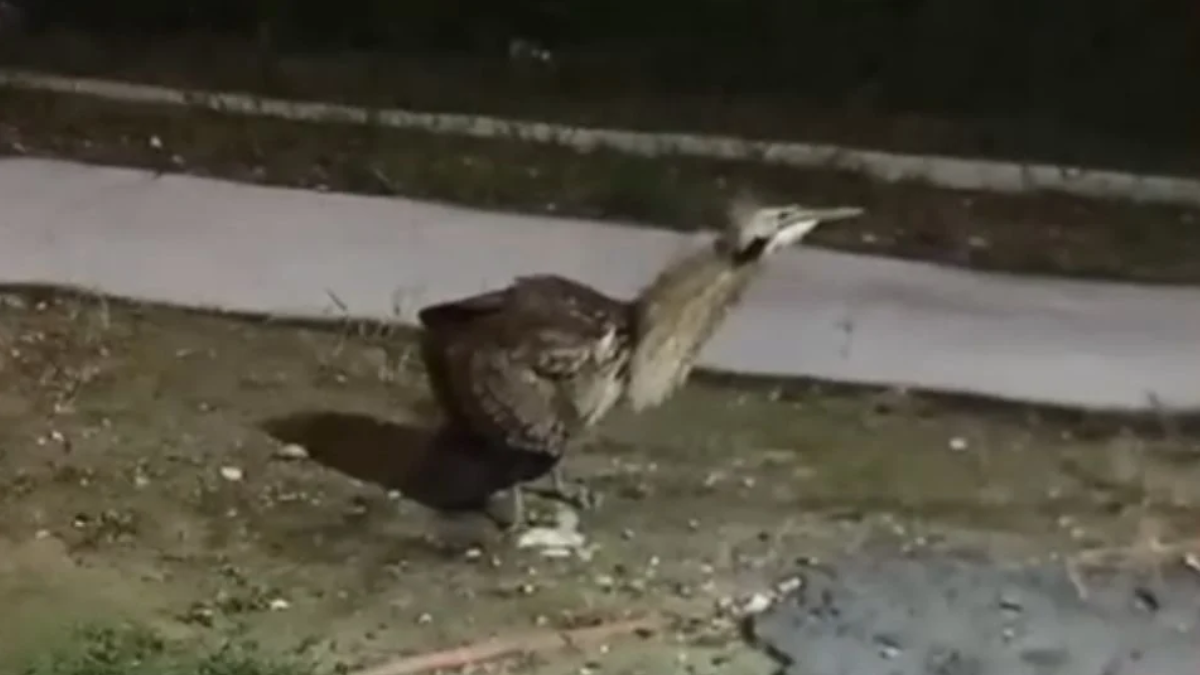 Avutarda-Kori-sorprende-Cadereyta