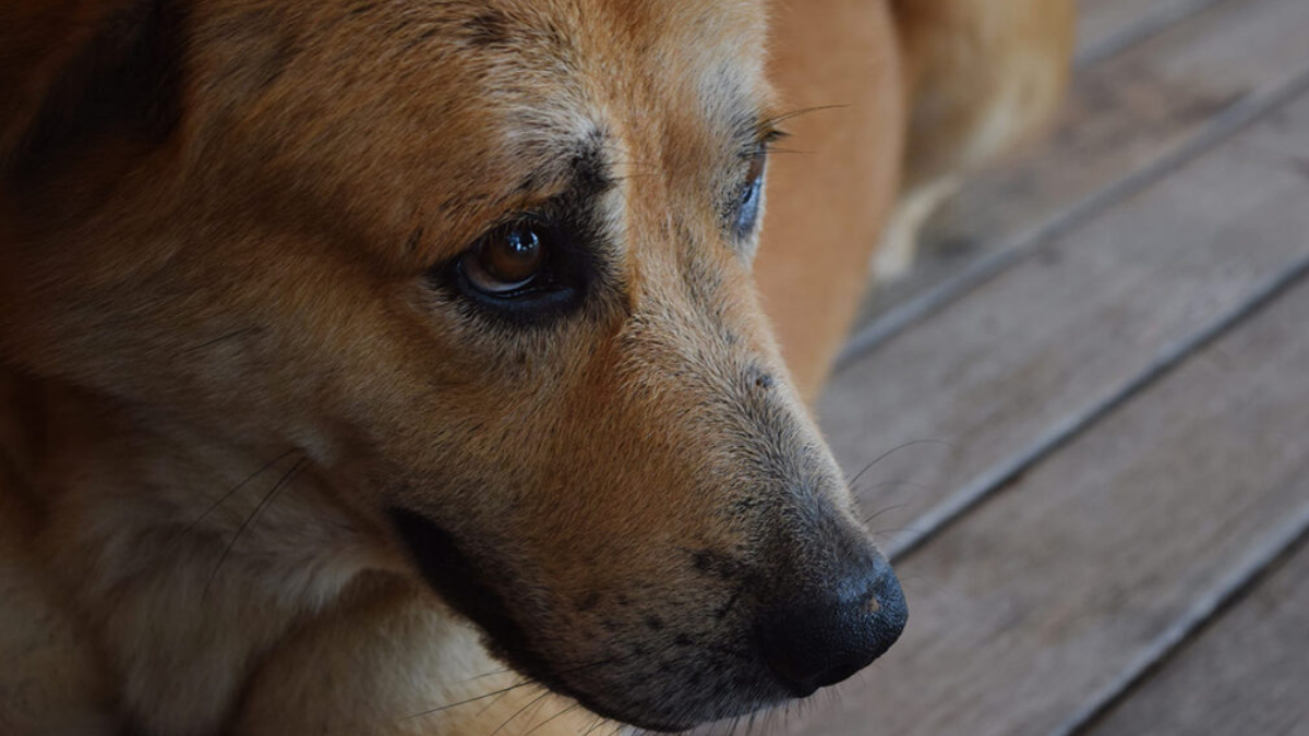 maltrato-animal-aumentan-pena