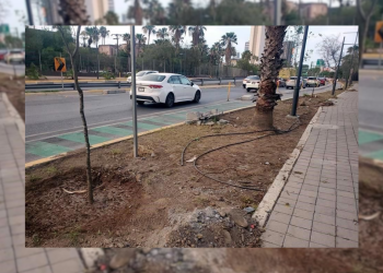 operativo-verde-reforestación-monterrey-corredor-aramberri