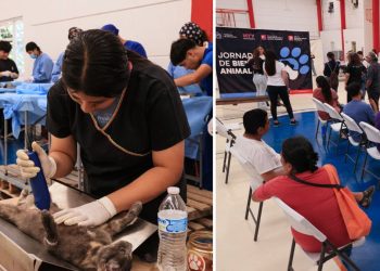 bienestar-animal-monterrey-brigada-de-esterilización
