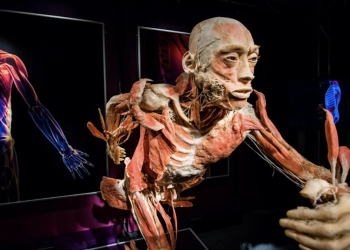 our-body cuerpo-humano exposición