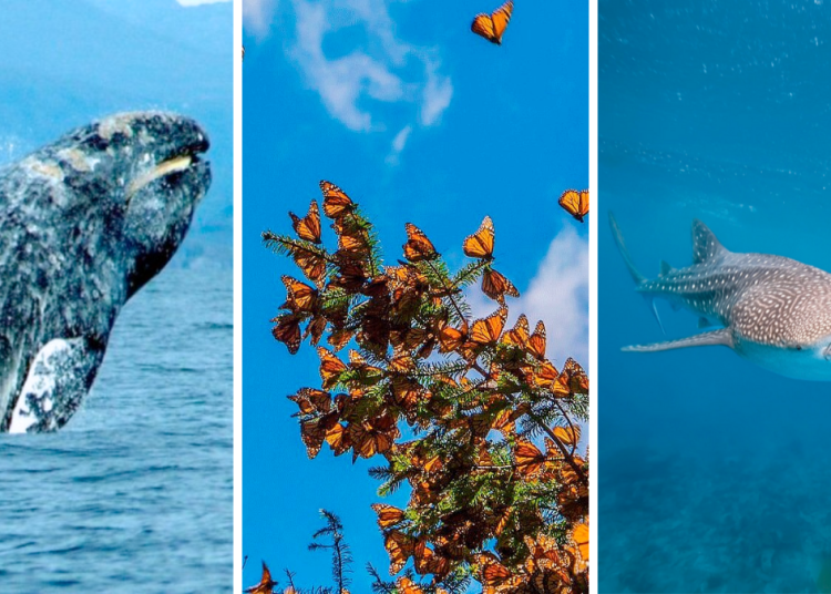 Migración Invernal | Tu Colonia Nuevo León Migración-invernal-méxico-mariposa-monarca-ballena-gris-tiburón-ballena | Tu Colonia Nuevo León