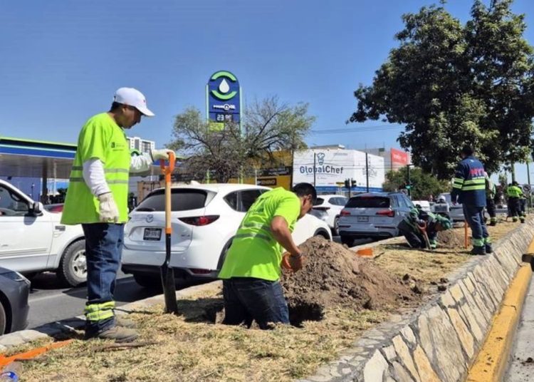 Tu Colonia Nl_ Proyecto Re-arborización En Calzada Madero | Tu Colonia Nuevo León Reforestación-urbana-y-árboles-endémicos-en-calzada-madero-monterrey | Tu Colonia Nuevo León