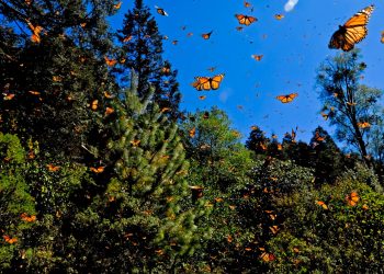 migración de la mariposa monarca en méxico rastreo