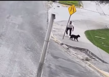 Person walks a black dog on a sidewalk beside a road, near a yellow pedestrian warning sign and a leaning utility pole.