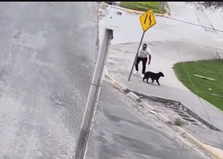 Person Walks a Black Dog on a Sidewalk Beside a Road, Near a Yellow Pedestrian Warning Sign and a Leaning Utility Pole. | Tu Colonia Nuevo León