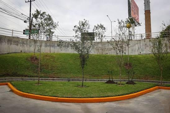 Jornada De Arborización | Tu Colonia Nuevo León