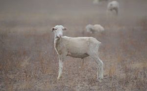  | Tu Colonia Nuevo León